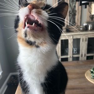 Meet your Posher, Carrie